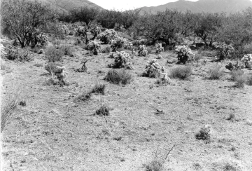 Photo Archive No. 250.2.1948.07