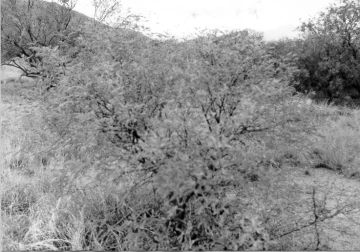 Photo Archive No. 250.2.1987.07