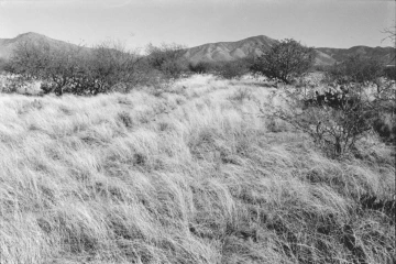 Photo Archive No. 256.1.2000.04