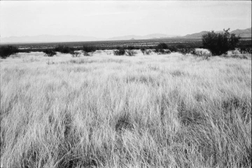 Photo Archive No. 262.1.2000.05