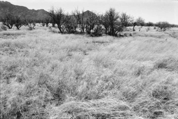 Photo Archive No. 266.2.2000.04