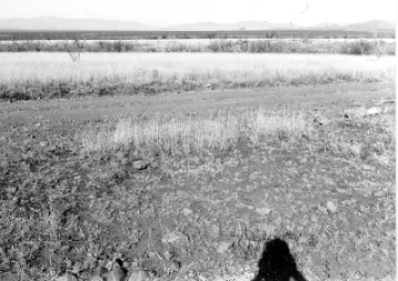 Photo Archive No. 266.1.1988.01