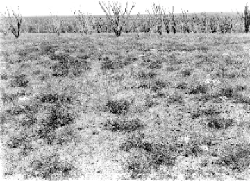 Photo Archive No. 266.1.1948.09 Photo Archive No. 266.1.1948.09