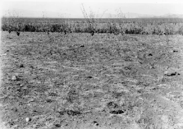 Photo Archive No. 266.1.1955.06