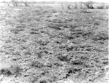 Photo Archive No. 266.2.1950.11