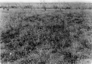 Photo Archive No. 266.1.1954.09