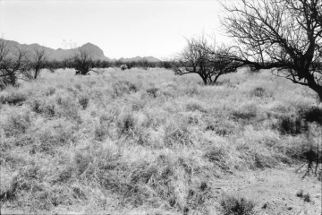 Photo Archive No. 270.2.2000.04