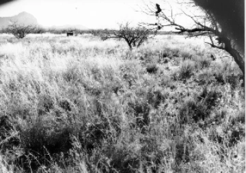 Photo Archive No. 270.2.1988.01