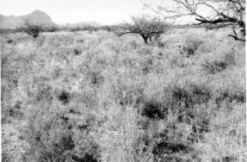 Photo Archive No. 270.2.1984.10