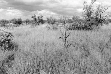 Photo Archive No. 273.1.2000.10