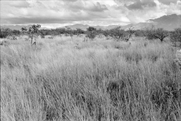 Photo Archive No. 273.2.2000.10