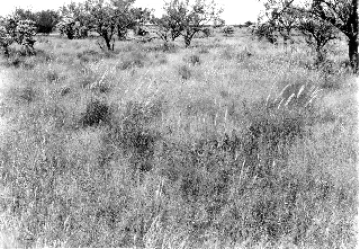 Photo Archive No. 273.1.1948.09 Photo Archive No. 273.1.1948.09