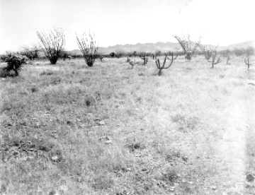 Photo Archive No. 274.1.1960.04