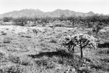 Photo Archive No. 274.2.2000.04