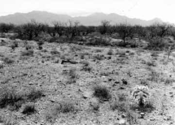 Photo Archive No. 274.2.1988.02