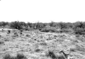 Photo Archive No. 274.2.1984.10