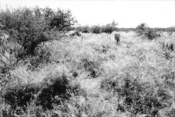 Photo Archive No. 279.1.2000.11