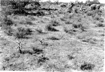 Photo Archive No. 279.1.1948.09