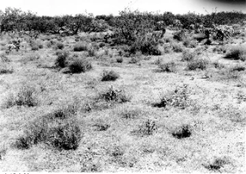 Photo Archive No. 281.1.1948