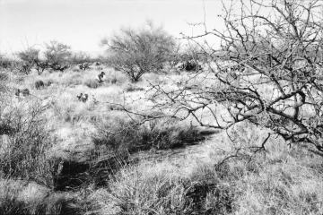 Photo Archive No. 283.1.2000.04