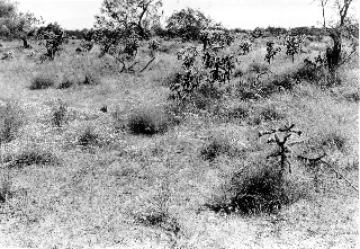 Photo Archive No. 283.1.1948 Photo Archive No. 283.1.1948