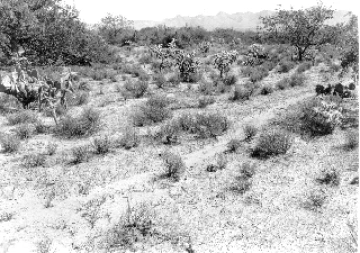 Photo Archive No. 289.1.1948 Photo Archive No. 289.1.1948