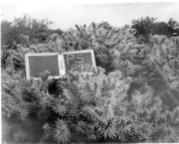 Photo Archive No. 299.2.1960.08