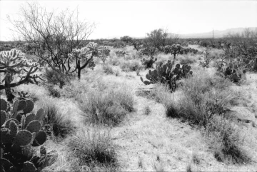Photo Archive No. 301.2.2000.04