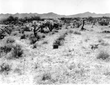 Photo Archive No. 301.1.1960.08