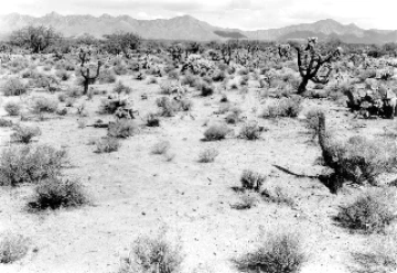 Photo Archive No. 301.1.1949 Photo Archive No. 301.1.1949