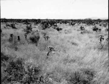 Photo Archive No. 301.2.1954.10