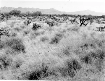 Photo Archive No. 301.1.1954.10