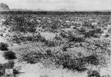 Photo Archive No. 337.1.1935.07