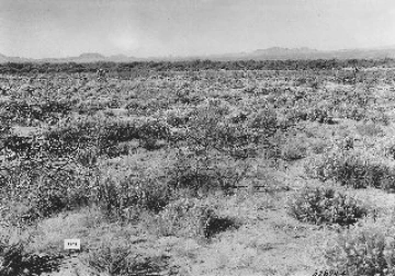 Photo Archive No. 337.2.1935.07