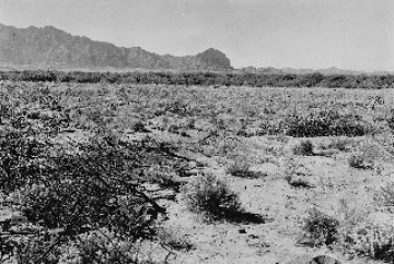 Photo Archive No. 338.1.1935.10