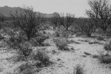 Photo Archive No. 338.1.2003.04