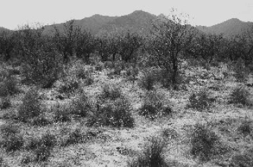 Photo Archive No. 339.1.2003.04